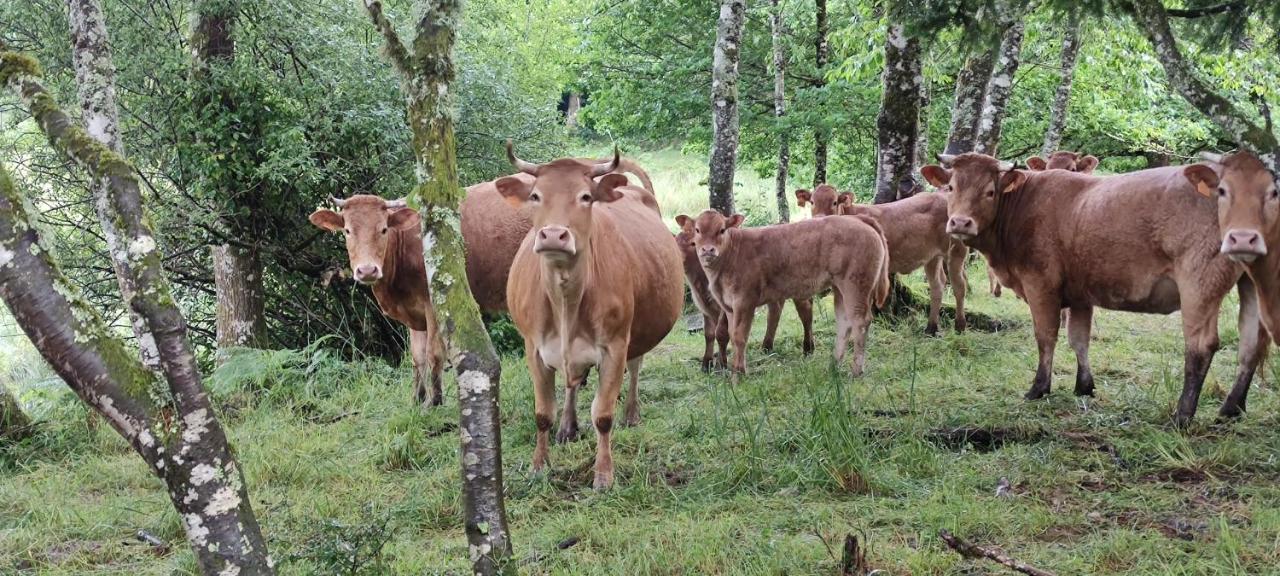 Le Pas Du Loup Villa Royere-de-Vassiviere Ngoại thất bức ảnh
